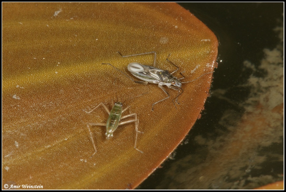 Heteroptera d''Israele: Mesovelia vittigera